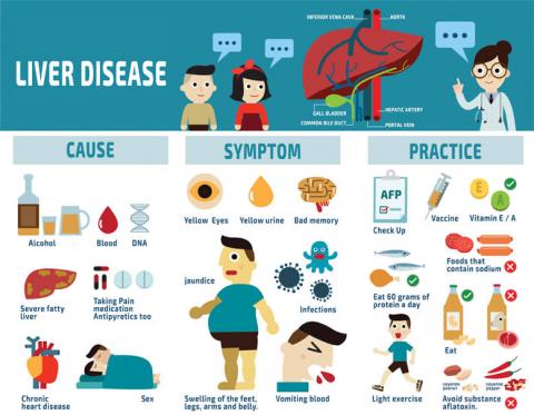 Alcohol Damages the Liver