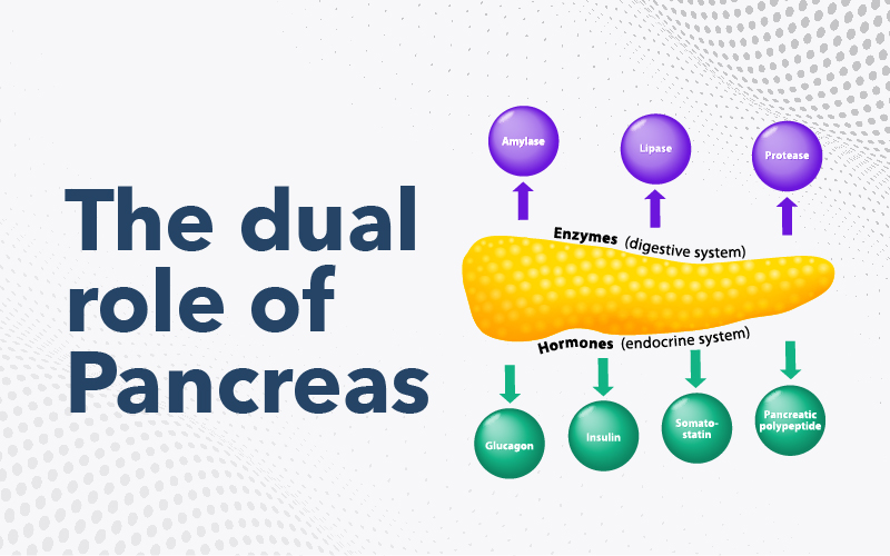 Pancreas: Function, Location