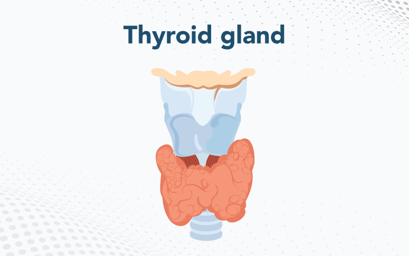 Thyroid Gland