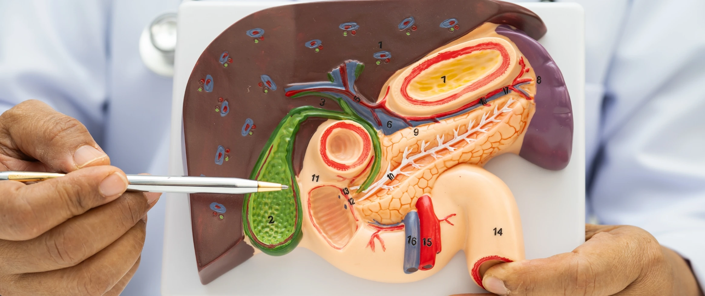 What Happens to Your Body After the Gallbladder Is Removed